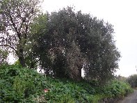 ivo di Motta-20110228 015